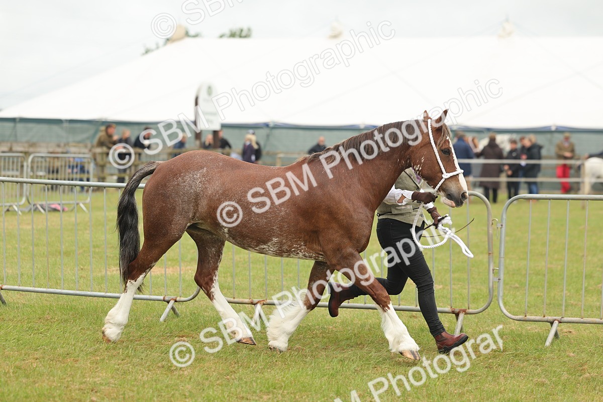 SBM_02388 - Class 50-57 - M&M Welsh Pony In Hand