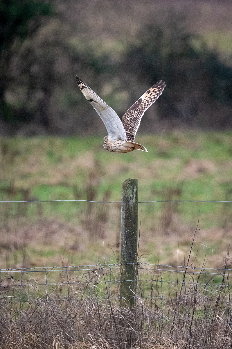  - Short Eared Owls