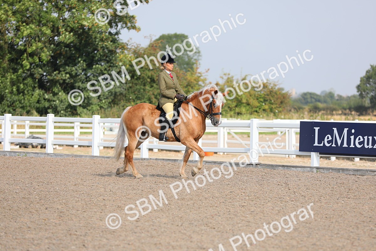 SBM_11321 - Class 305 Ridden Foreign Breeds- Pure Bred