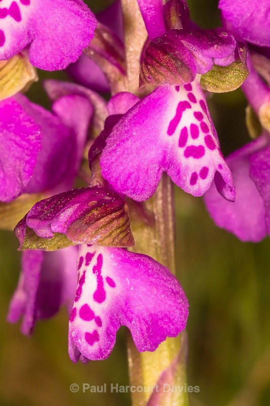  - Orchids - Orchis