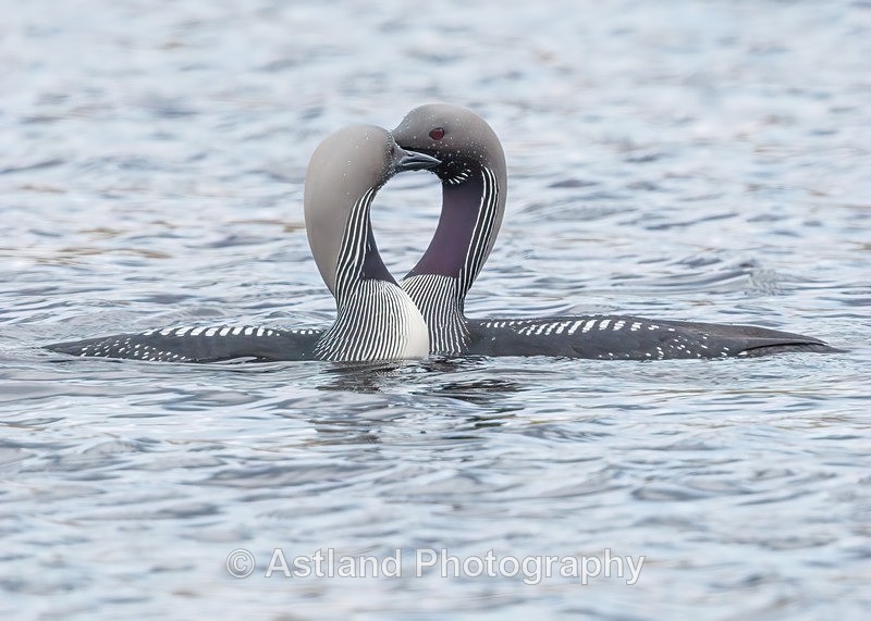 Black-throated Diver - Latest Images
