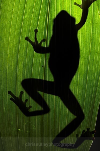  - Reptiles and Amphibians