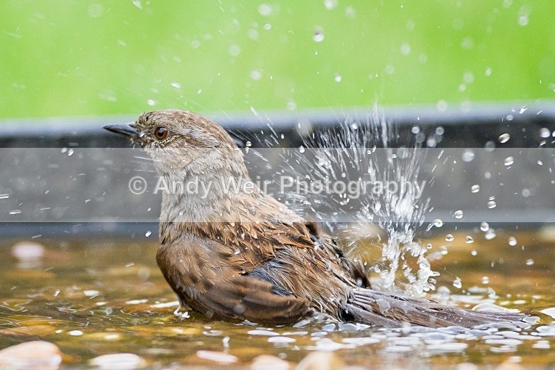 20120519-_MG_9859 - Dunnock (Hedge Sparrow)