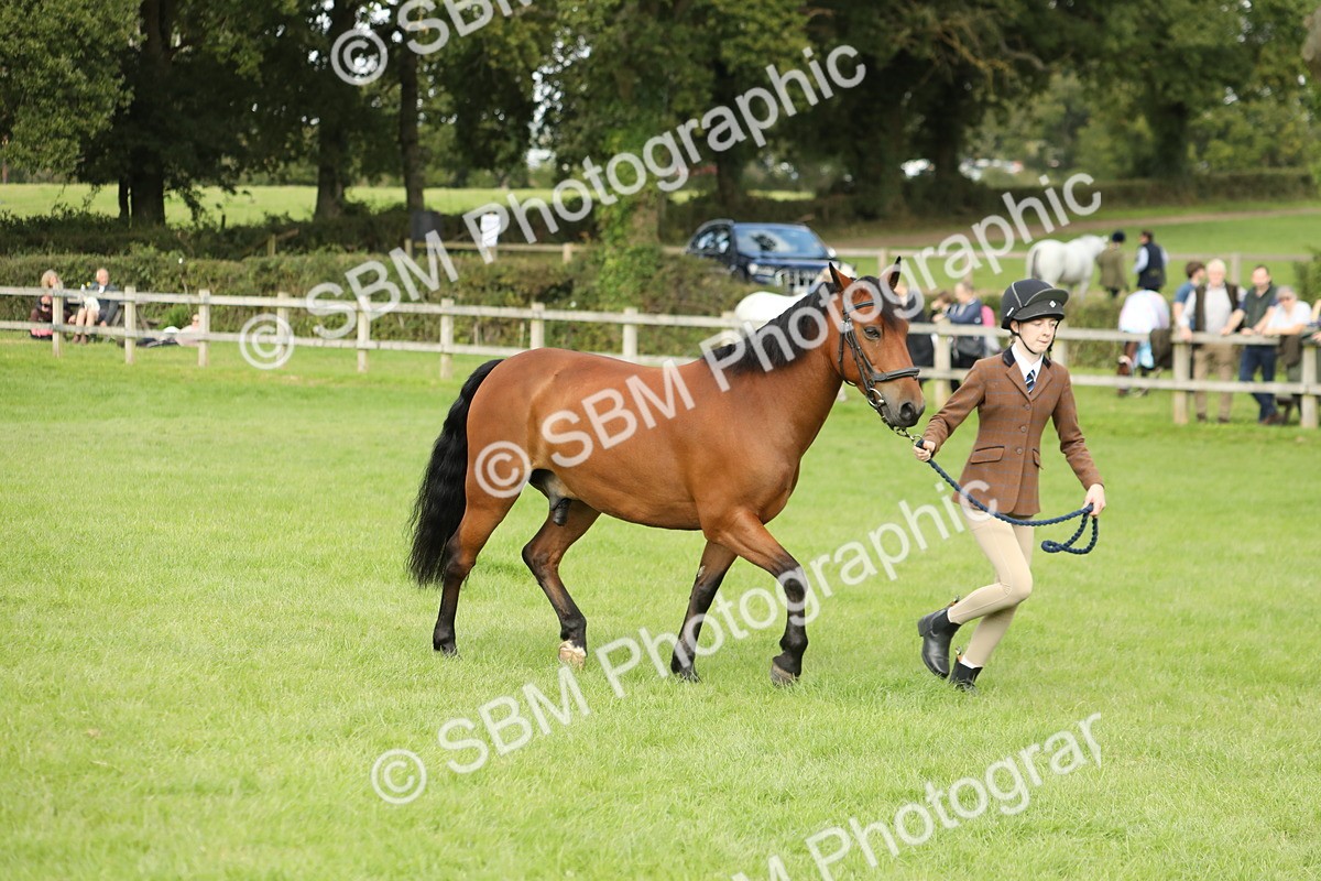 SBM_62836 - S46 - Mountain & Moorland In Hand Small Breeds