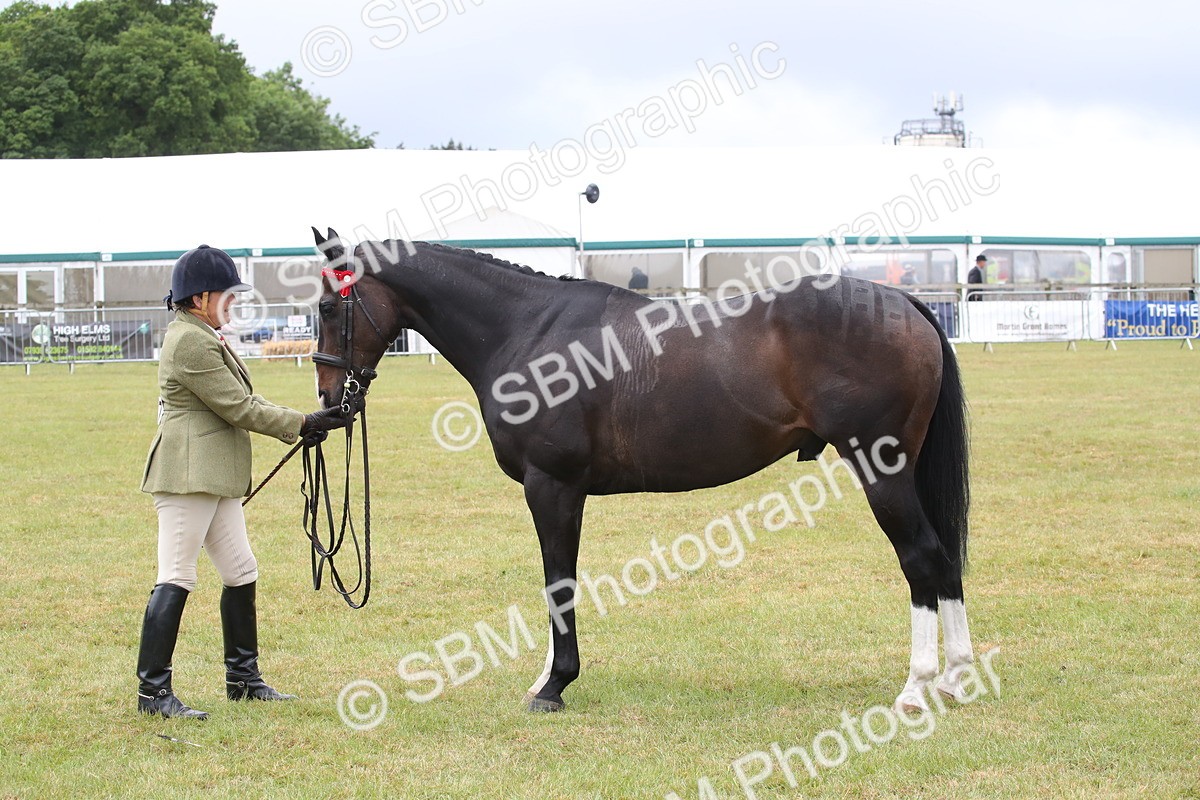 SBM_11459 - Class 94 - LIHS BSHA Racehorse to Showhorse