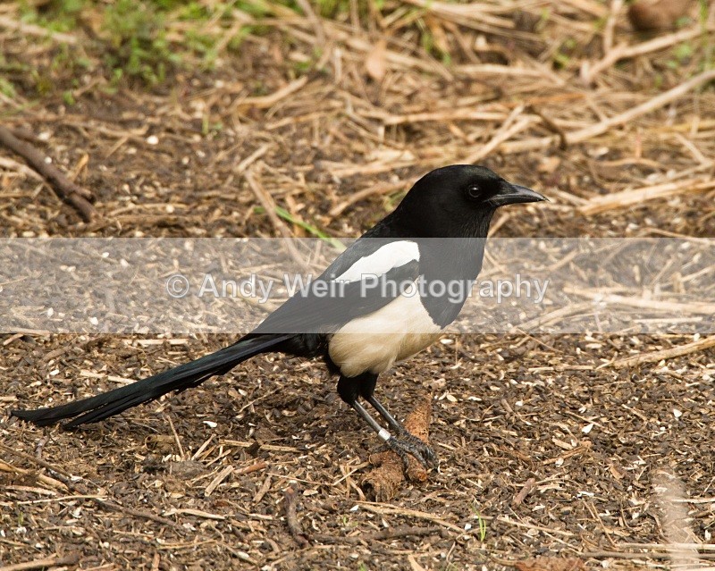 20110319-IMG_2432 - Corvids