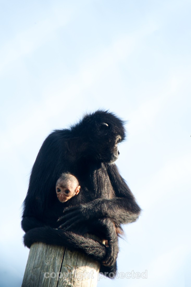 Cheekaboo and Chicory - Wildlife Vets International