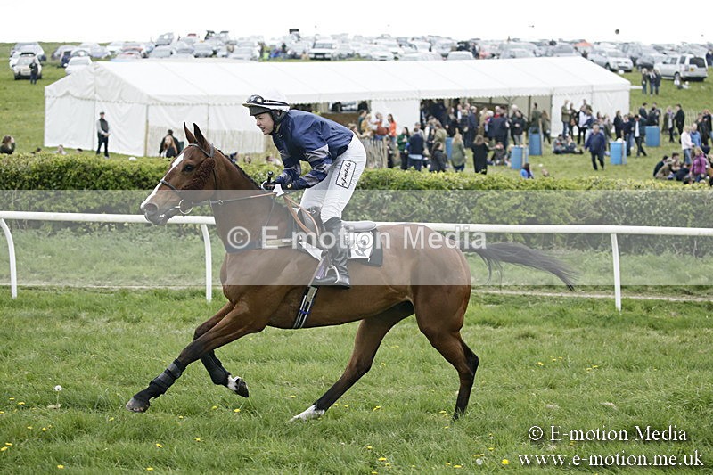 PtP 170417 502 - Old Berks Point-to-Point Lockinge 17/04/17