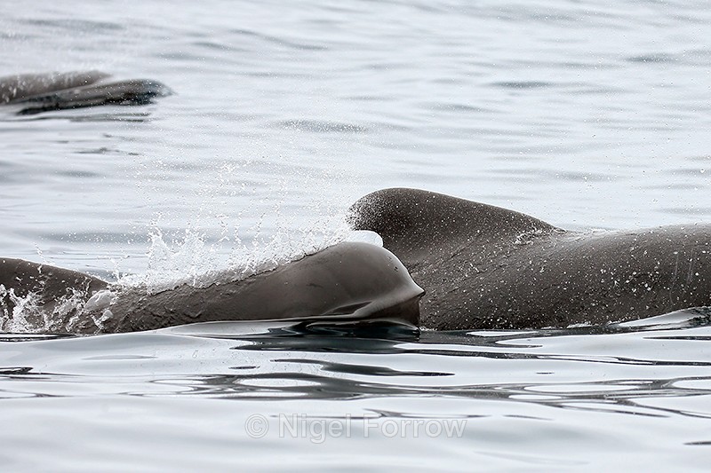 Pilot Whale surfaces showing mouth, Pacific Ocean, Chile - Dolphin