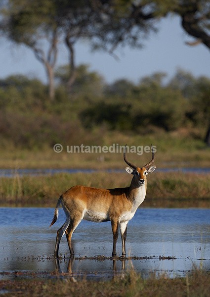 Red Lechwe 2 - Botswana