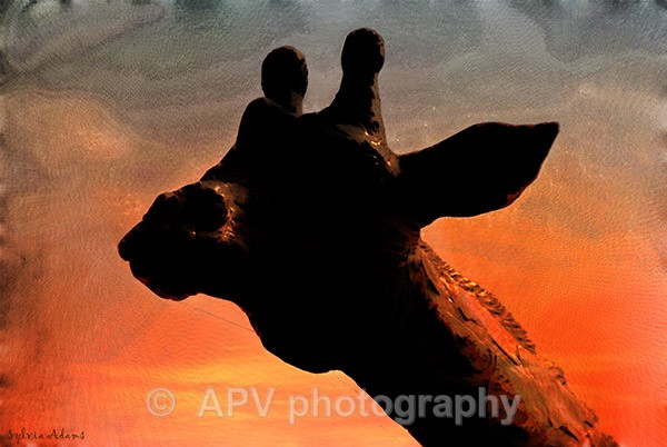 Out of Africa 2 - Travel Images