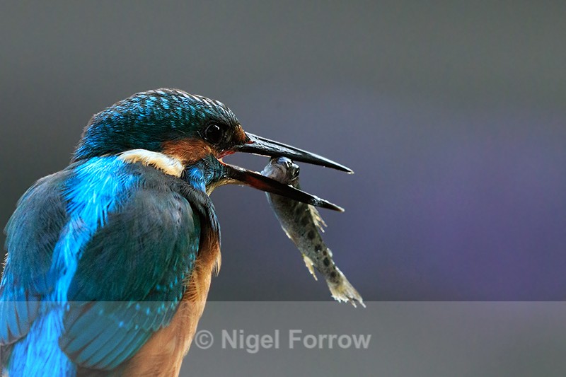 Close-up of a Kingfisher with a fish - Kingfisher