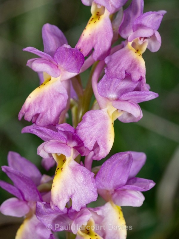 Hybrid Orchis - Orchis x colemanii ( Orchis mascula x O. pauciflora) This is a natural hybrid between  Early purple orchid (O. mascula) and few flowered orchid (O. pauciflora).  - Wild Orchids 2021