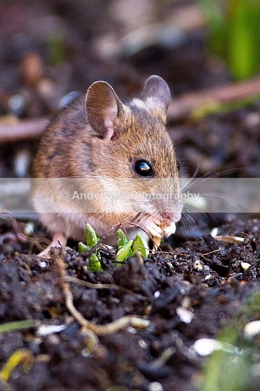 20120115-_MG_8248 - Wood Mouse