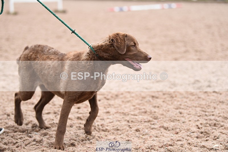 240518A-112006-00744 - Cls 1 Cutest Puppy