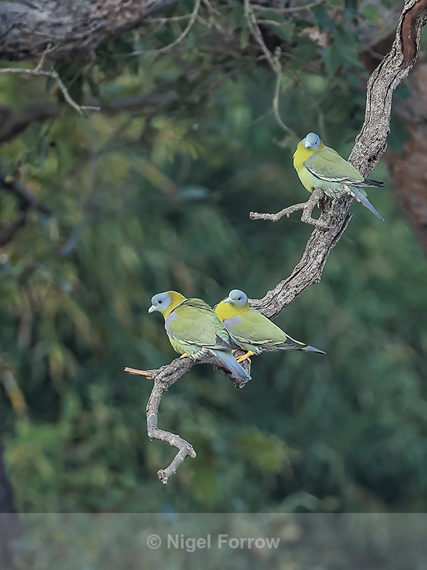 Yellow-footed Green Pigeons perched, Bandhavgarh, India - Yellow-footed Green Pigeon