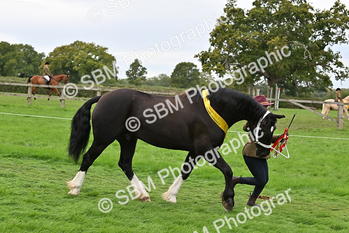 SBM_65073 - In Hand Pony & Younstock Supreme Championship