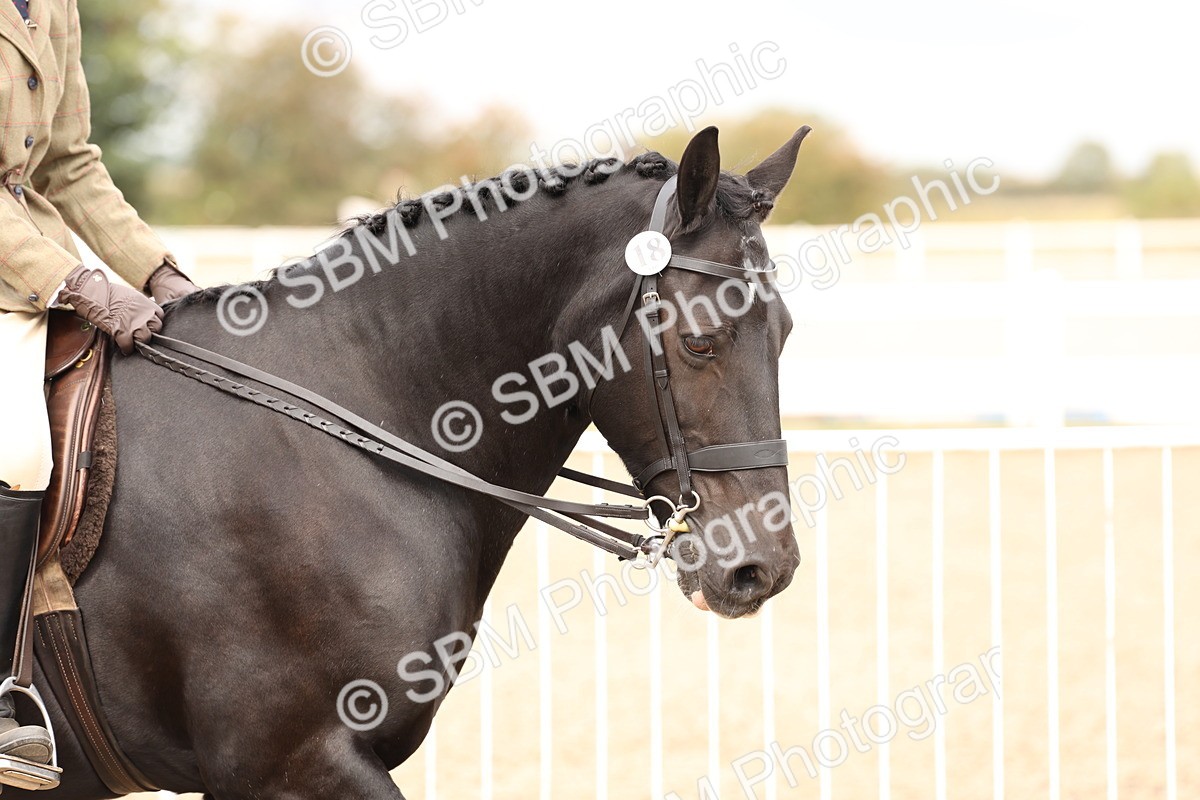 SBM_02767 - Class 53 - Ridden Competition Horse/Pony