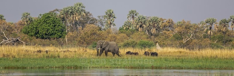 Welcome to Africa! - Botswana Wildlife