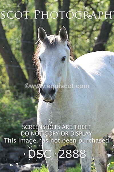 DSC_2888 - ARCHIVE REQUEST - Quincy and Guinness
