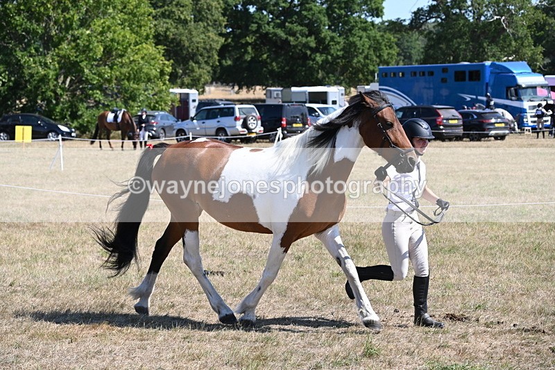 WJ6_8550 - Class 37b Best Loan Pony In-hand