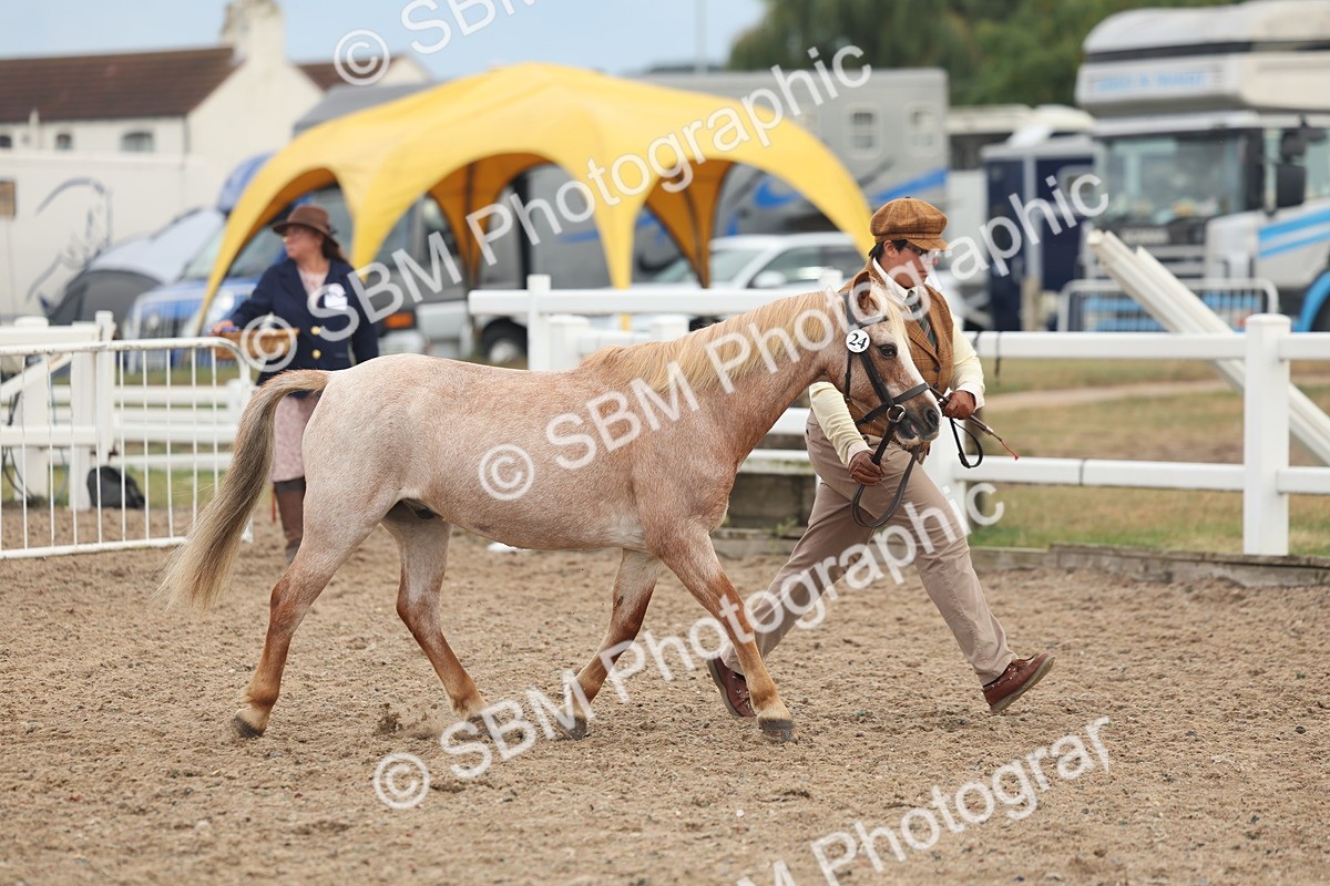 SBM_08465 - Class 29 - IH Veteran Pony
