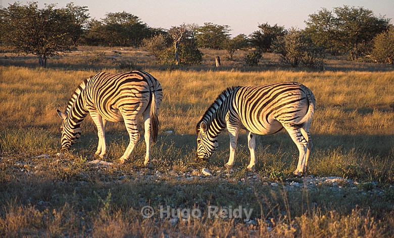  - Animals in the Wild