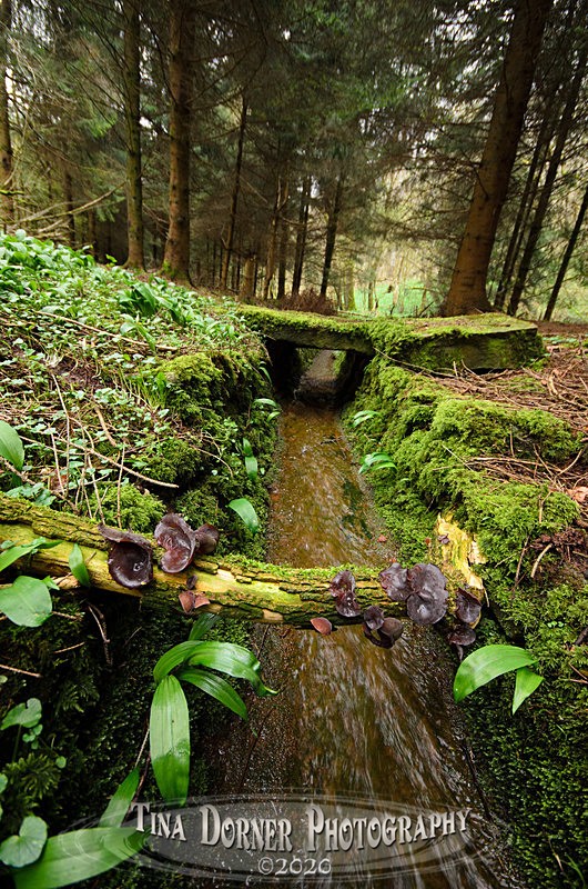  - Spring & Summer in The Forest of Dean & Wye Valley and BLUEBELLS!