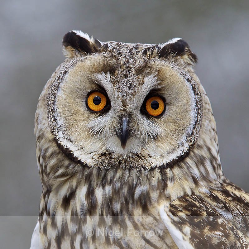 Long-eared Owl close-up - Long-eared Owl