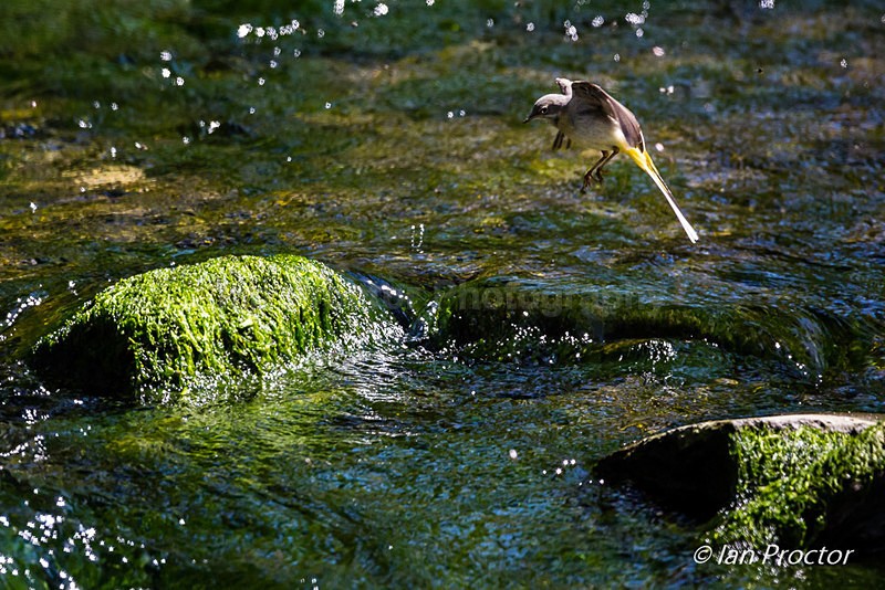 Grey Wagtail rock hopping! - Nature