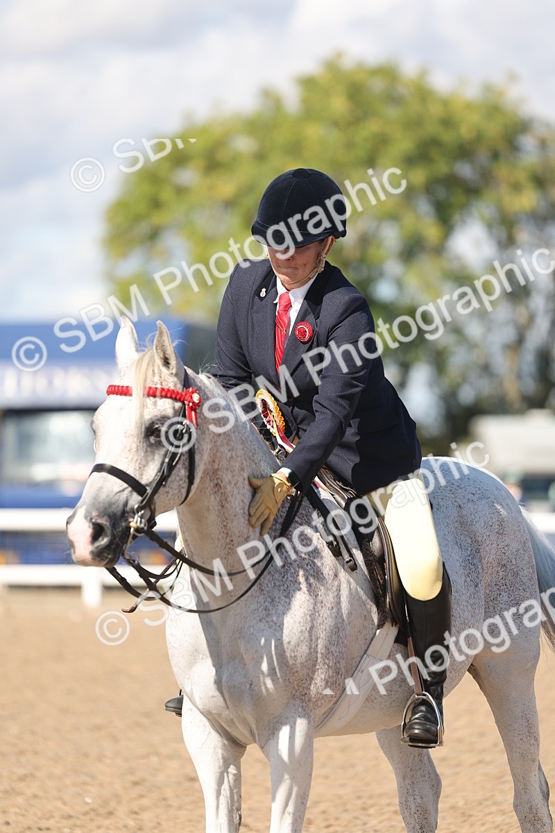 SBM_13133 - Class 305 - Ridden Foreign Breed Pure Bred