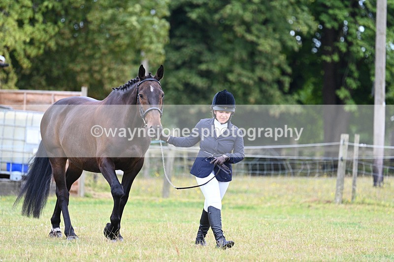 WJ7_6958 - Class 5a Most Handsome Gelding in Hand