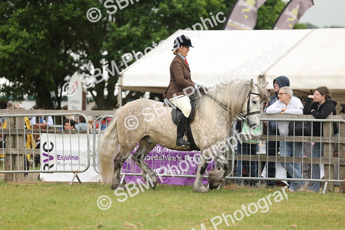 SBM_08925 - Class 78-80 - Ridden M&M Non Welsh Ponies