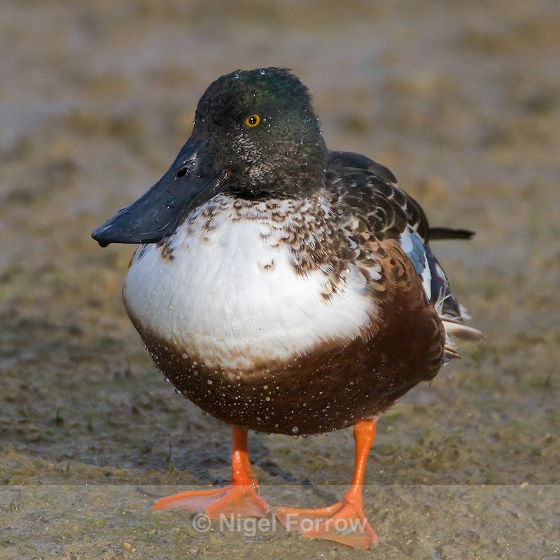 Shoveler - Shoveler