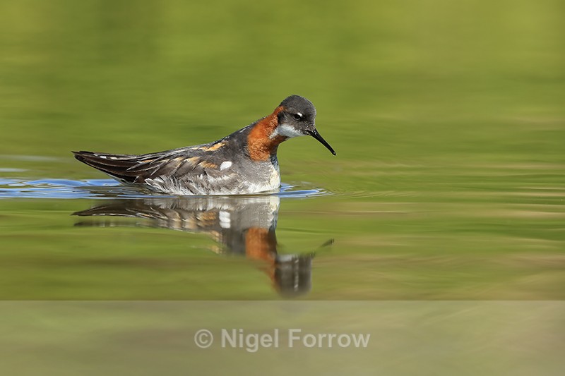 Red-necked Phalarope (female), Iceland - Red-necked Phalarope
