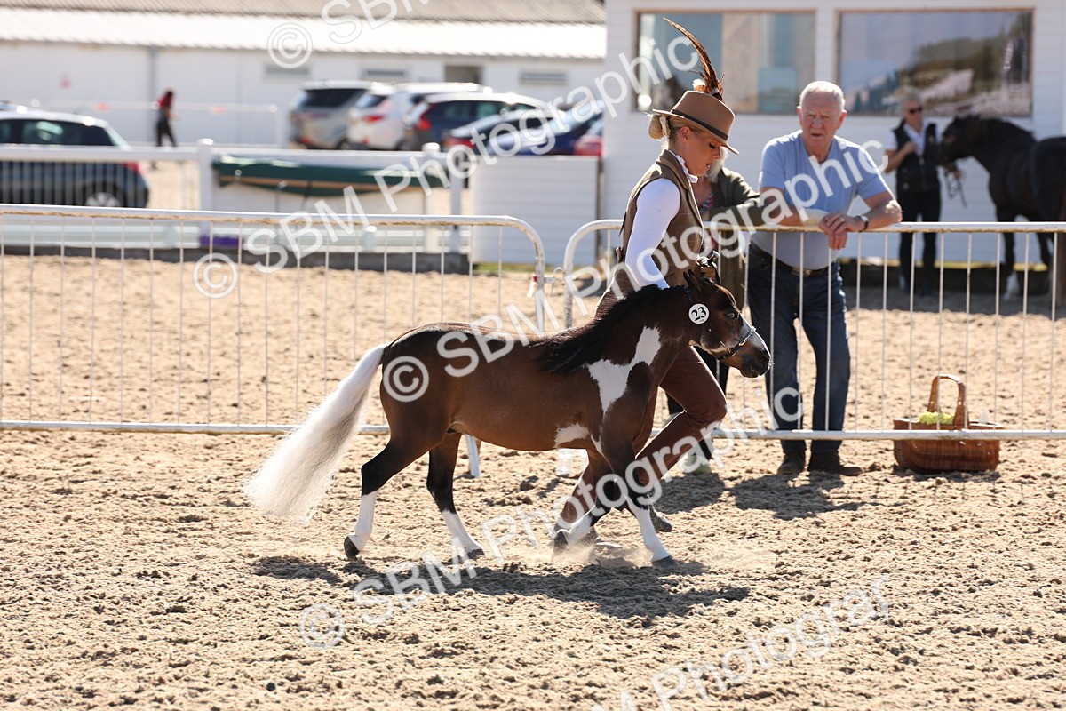SBM_12898 - Class 206 - IH Non Show Type Pony