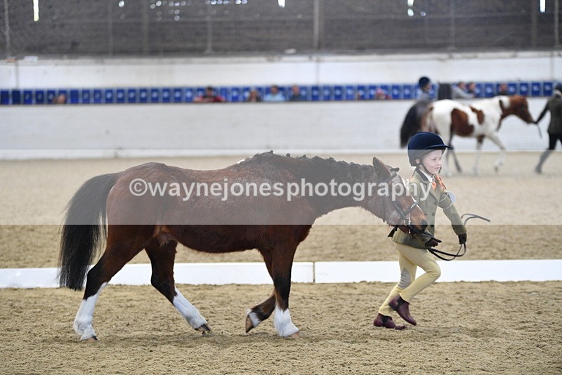 WJ5_3780 - Class 5 In Hand Veterans