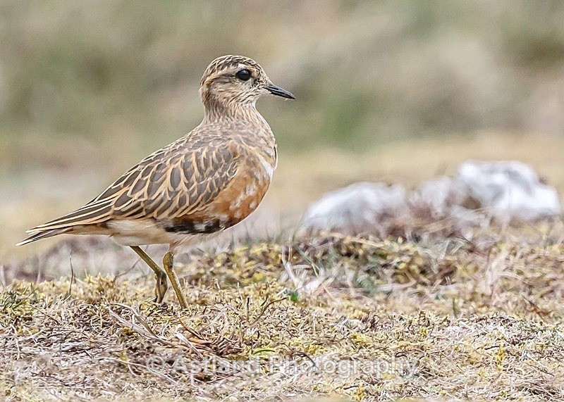 Astland Photography, Bird and Wildlife Images, Susan and Peter Wilson, U.K.