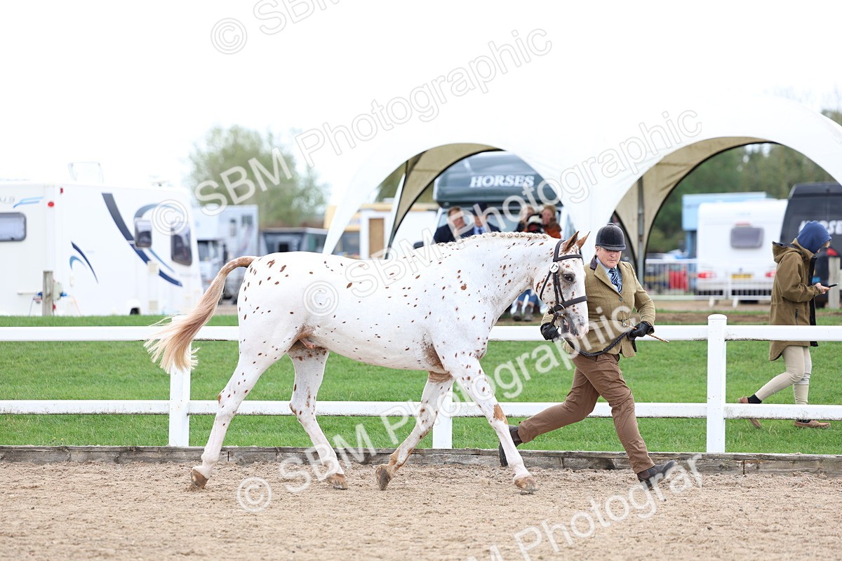 SBM_05050 - Class 27 - IH Competition Horse or Pony