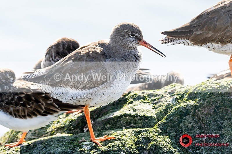 190328-untitled-8E0A4527 - Redshank