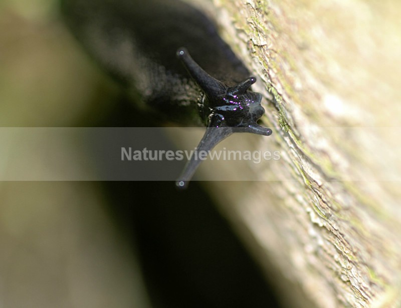 Slug 1 of 1 - Wildlife