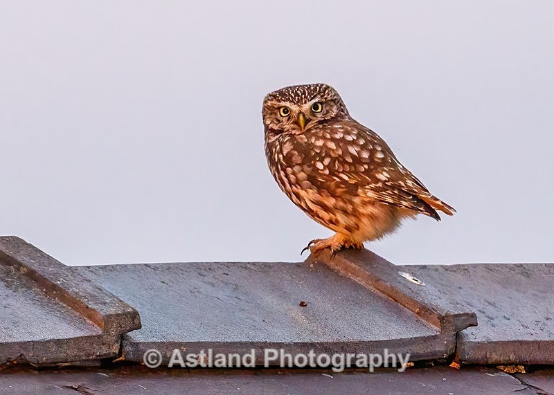 Astland Photography, Bird and Wildlife Images, Susan and Peter Wilson, U.K.