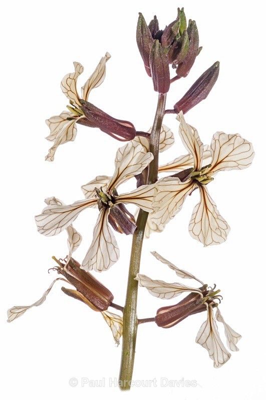 Rocket (Eruca sativa) MYN - Plants - WB