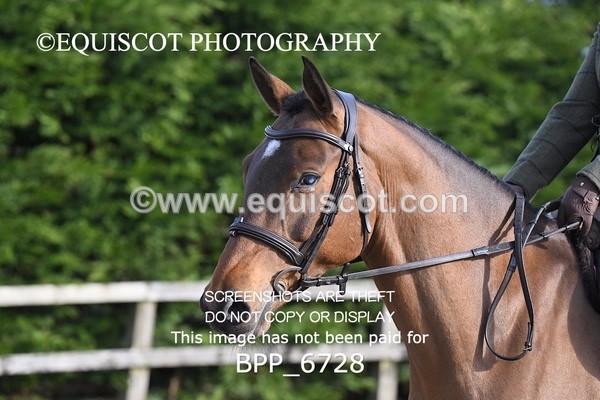 BPP_6728 - RING 1  (RIDDEN HORSES / IN HAND / VETERAN ETC)