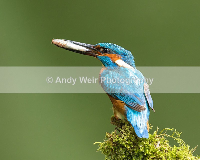 20150717-8E0A0108 - Kingfisher