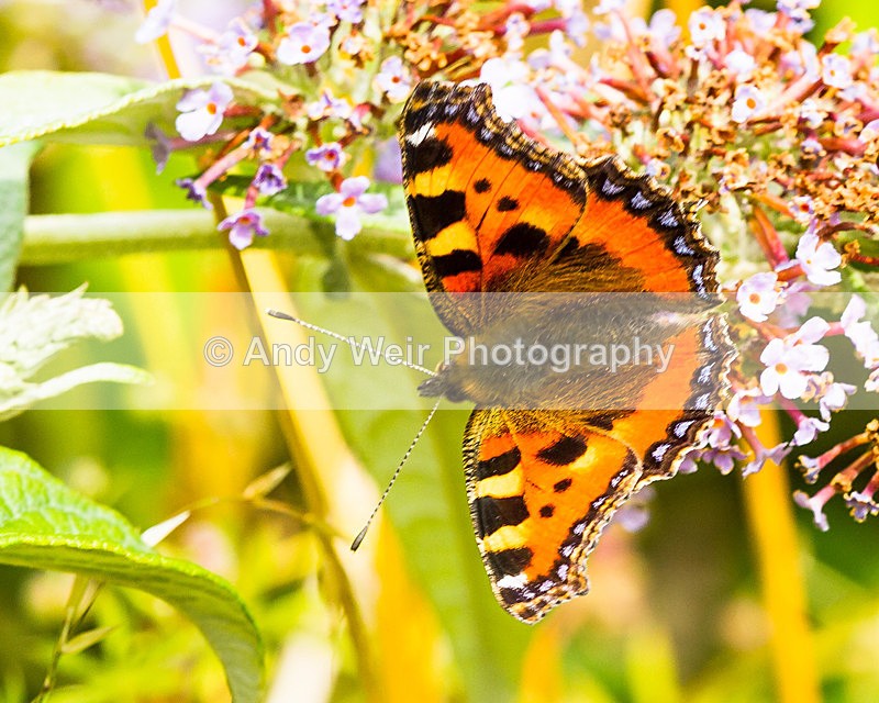 20130727-_MG_5093 - Butterflies & Moths