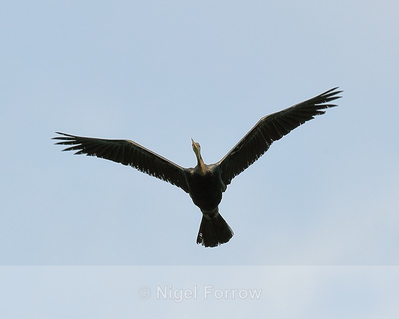 Oriental Darter flying overhead, Gao Giong, Vietnam - Oriental Darter