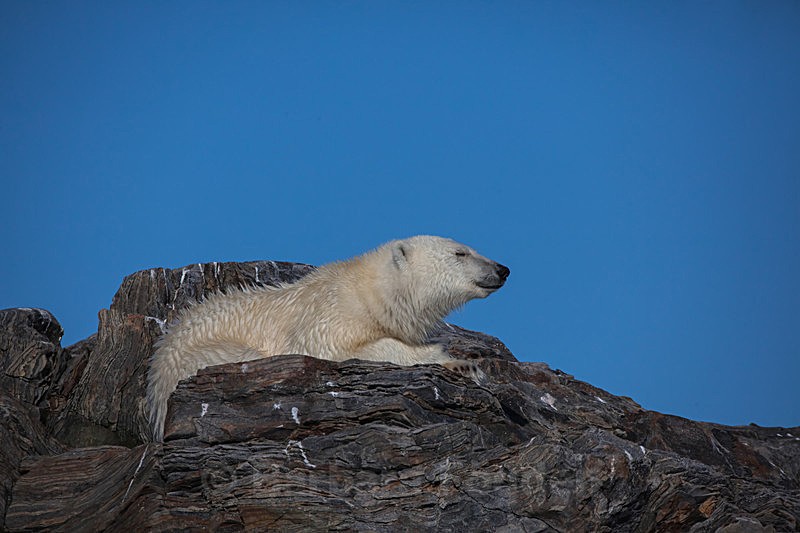 Polar bear  7897 - Trip with MS Expedition August 2016