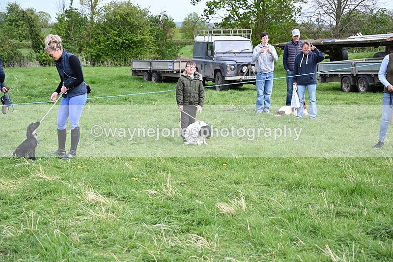 WJ6_8769 - Class 8 Best Working / Gun Dog or Bitch