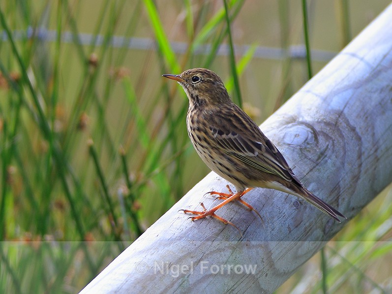 Meadow Pipit perched on a sloping fence post - Meadow Pipit